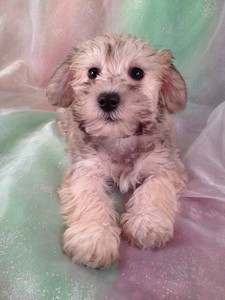 Female Schnoodle puppy for sale #7 Ready December 20th, 2012|Shipping to All Major Airports like Fort Lauderdale FL for only $150